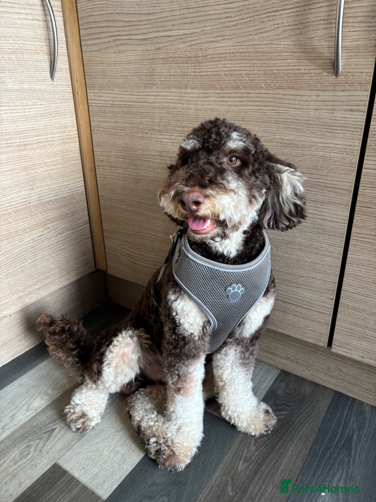 Miniature Poodle dogs Proven Chocolate and White Miniature Poodle Stud - Advert 1