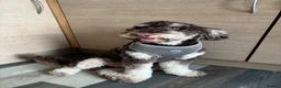 Miniature Poodle dogs for stud: Proven Chocolate and White Miniature Poodle Stud - Advert 1