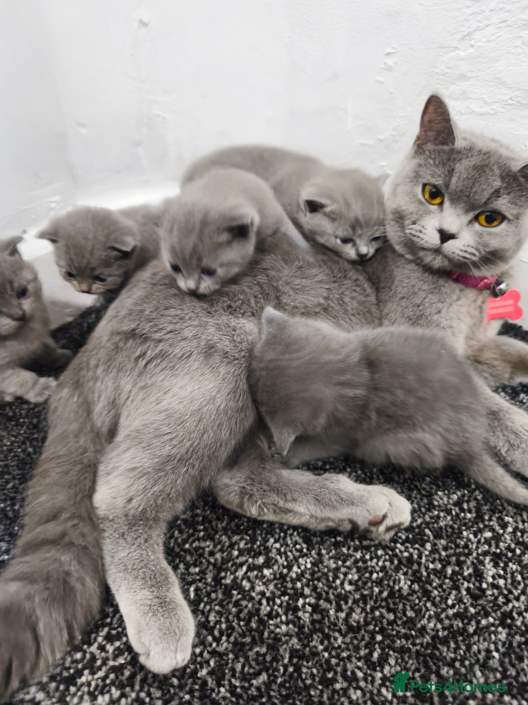 British Shorthair cats for sale: British short hair kittens - Advert 9