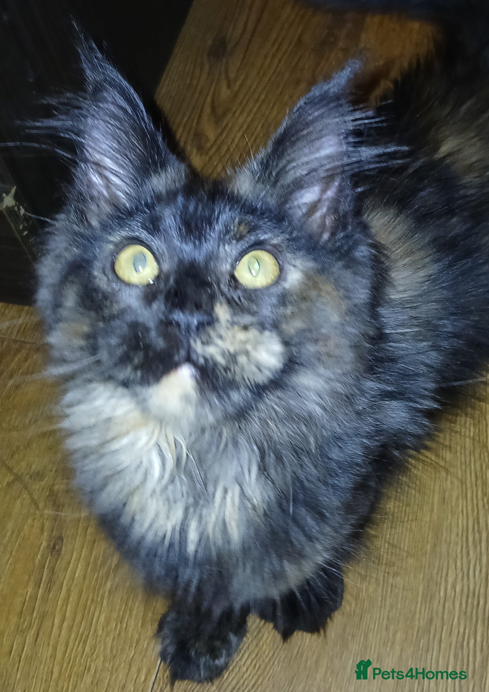 Maine Coon cats TICA active reg girl kitten health tested! - Advert 1