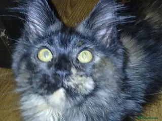 Maine Coon cats TICA active reg girl kitten health tested! - Advert 1