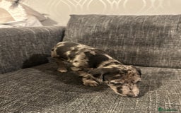 Mixed Breed dogs for sale: Bull X Lurchers - Working Lines - Image 5