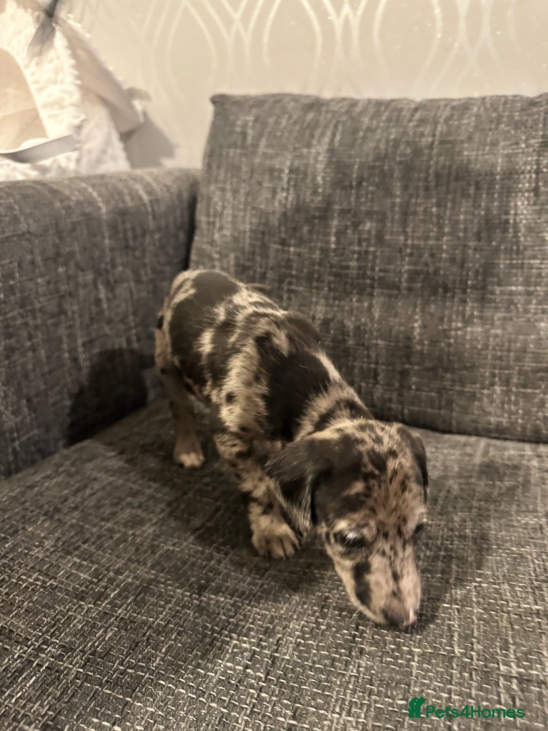 Mixed Breed dogs for sale: Bull X Lurchers - Working Lines - Image 5