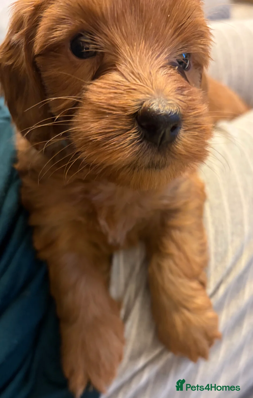 Cockapoo dogs for sale: F2B cockapoo Puppies in Fareham - Advert 2