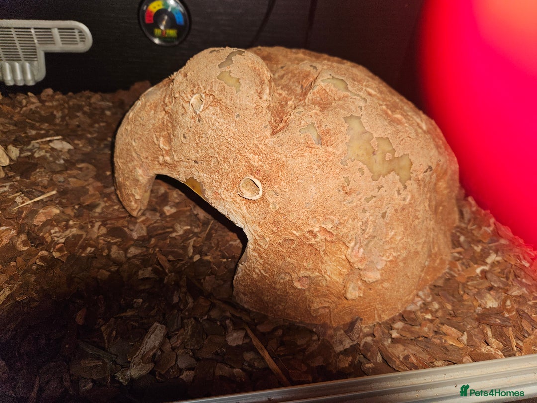 Python Snake reptiles for sale: Royal python Bolton area - Image 2