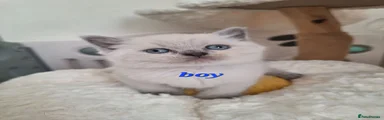 British Shorthair 1