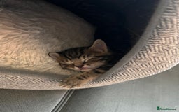 Domestic Shorthair cats for sale: 2 Female Tabby Kittens For Sale - Image 10