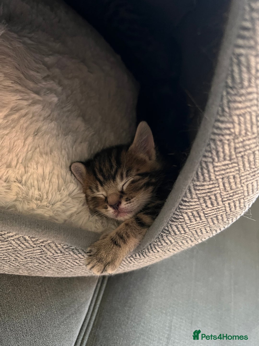 Domestic Shorthair cats for sale: 2 Female Tabby Kittens For Sale - Image 10