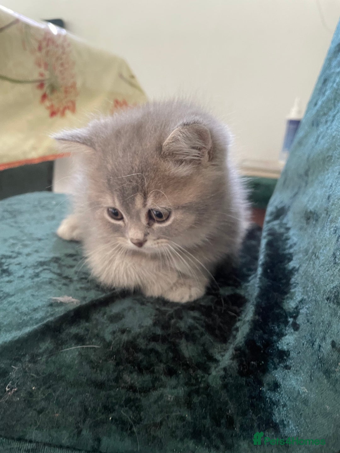 British Shorthair cats for sale: Fabulous, playful and healthy BSH kittens, rare - Image 39