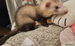 Ferret rodents for sale: Ferret kit to a good home  - Image 3
