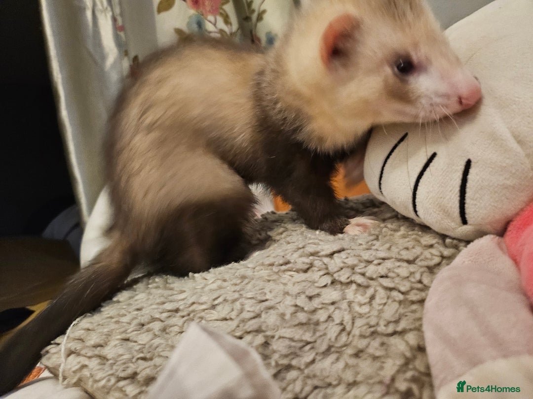 Ferret rodents for sale: Ferret kit to a good home  - Image 3