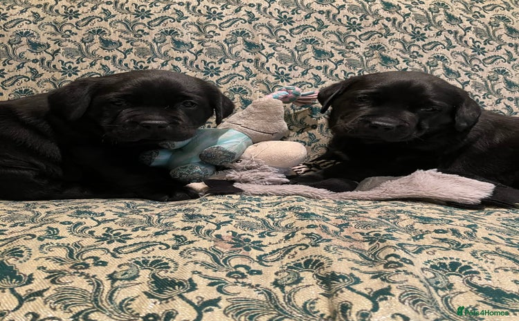 Labrador Retriever dogs Bonny Black Labrador Girls - Advert 14