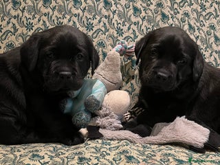 Labrador Retriever dogs Bonny Black Labrador Girls - Advert 13