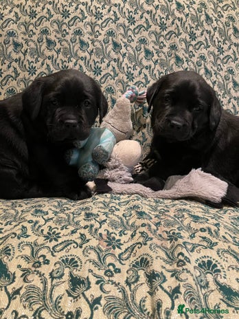 Labrador Retriever dogs Bonny Black Labrador Girls - Advert 1