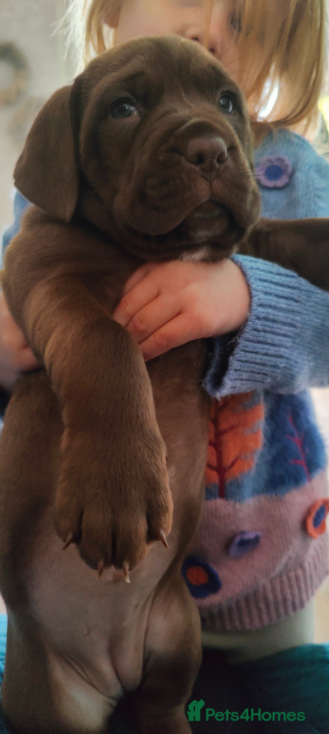 Mixed Breed dogs for sale: dog de bordeaux mixed Dalmatian  - Image 11