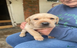Labrador Retriever dogs for sale: Labrador retriever puppies  - Image 6