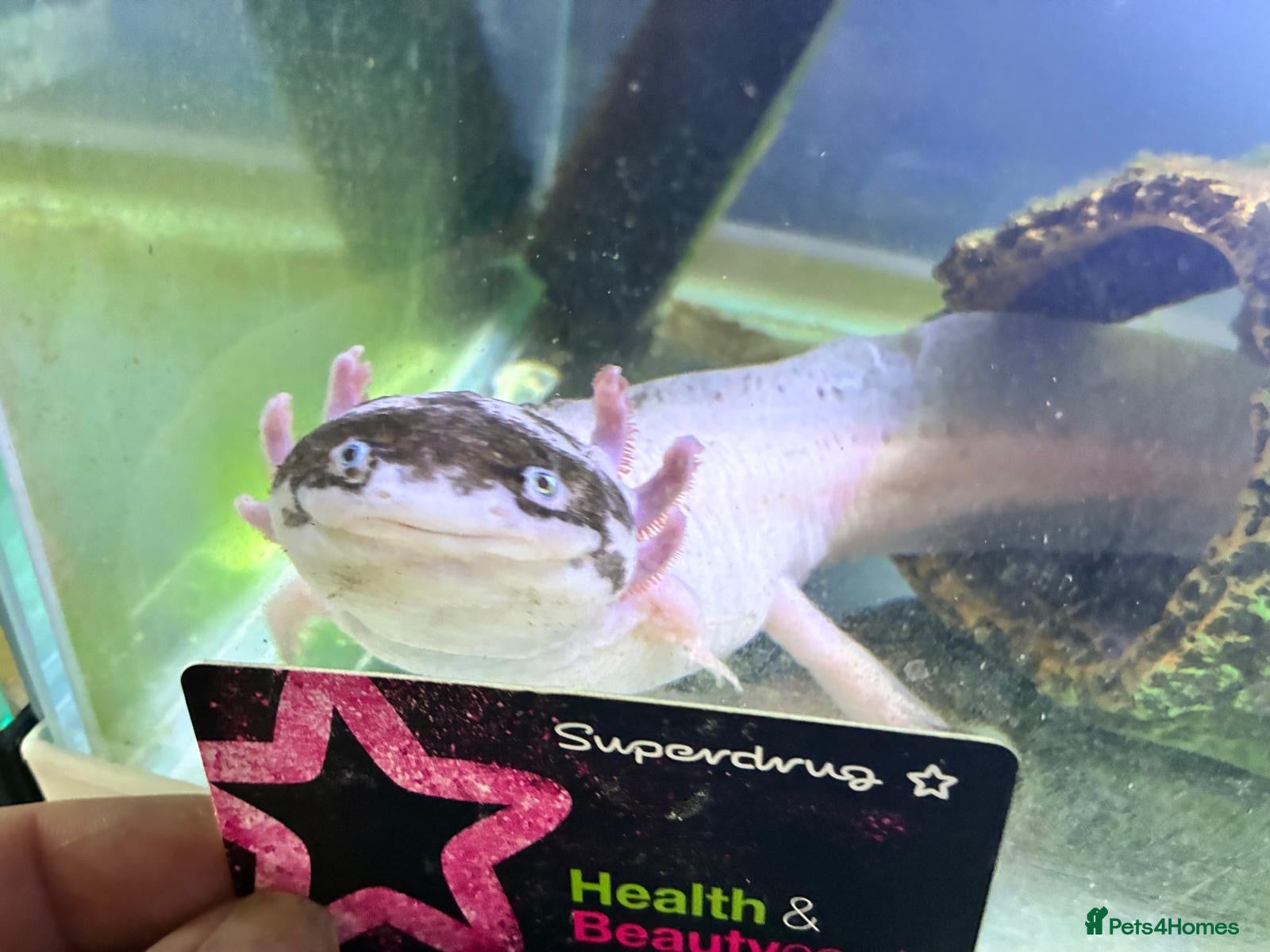 Axolotl reptiles 2 x Axolotls for rehoming - Advert 2