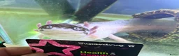 Axolotl reptiles for sale: 2 x Axolotls for rehoming - Advert 1