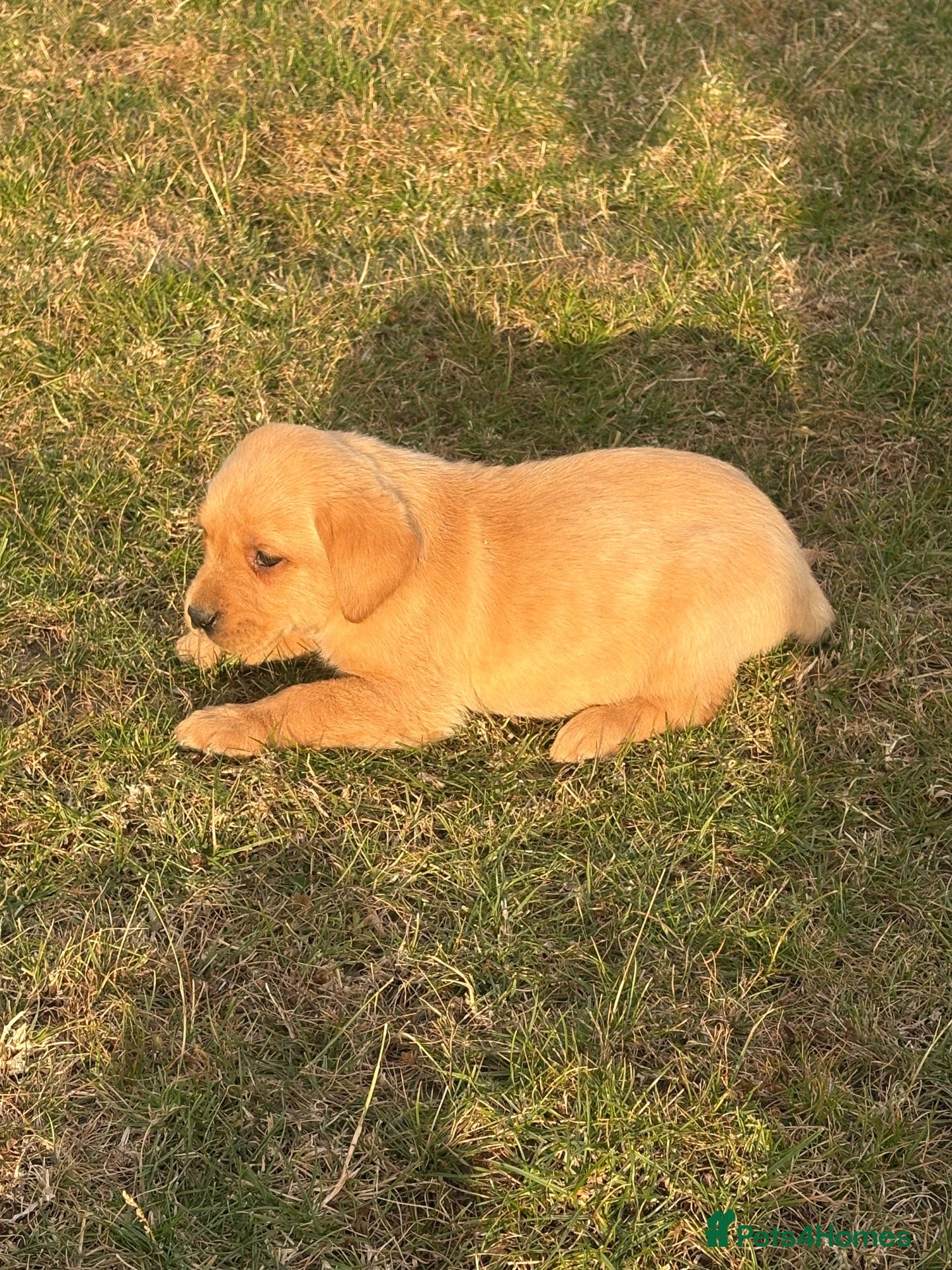 Labrador Retriever dogs 6 beautiful KC reg  Labrador retriever puppies  - Advert 14