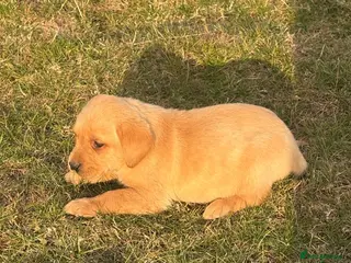 Labrador Retriever dogs 6 beautiful KC reg Labrador retriever puppies - Advert 14