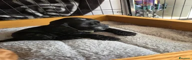 Cockapoo 3