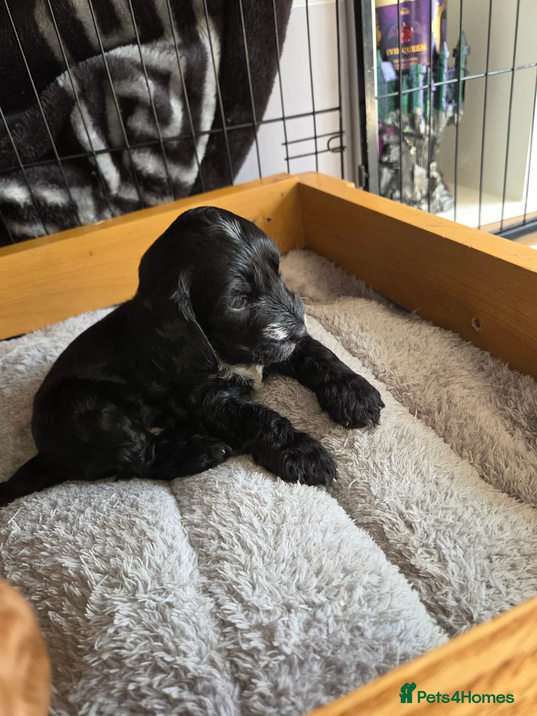 Cockapoo dogs for sale: Beautiful litter of cockerpoos - Advert 2