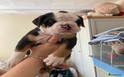 Olde English Bulldogge dogs for sale: Old English bulldog puppies - Image 7