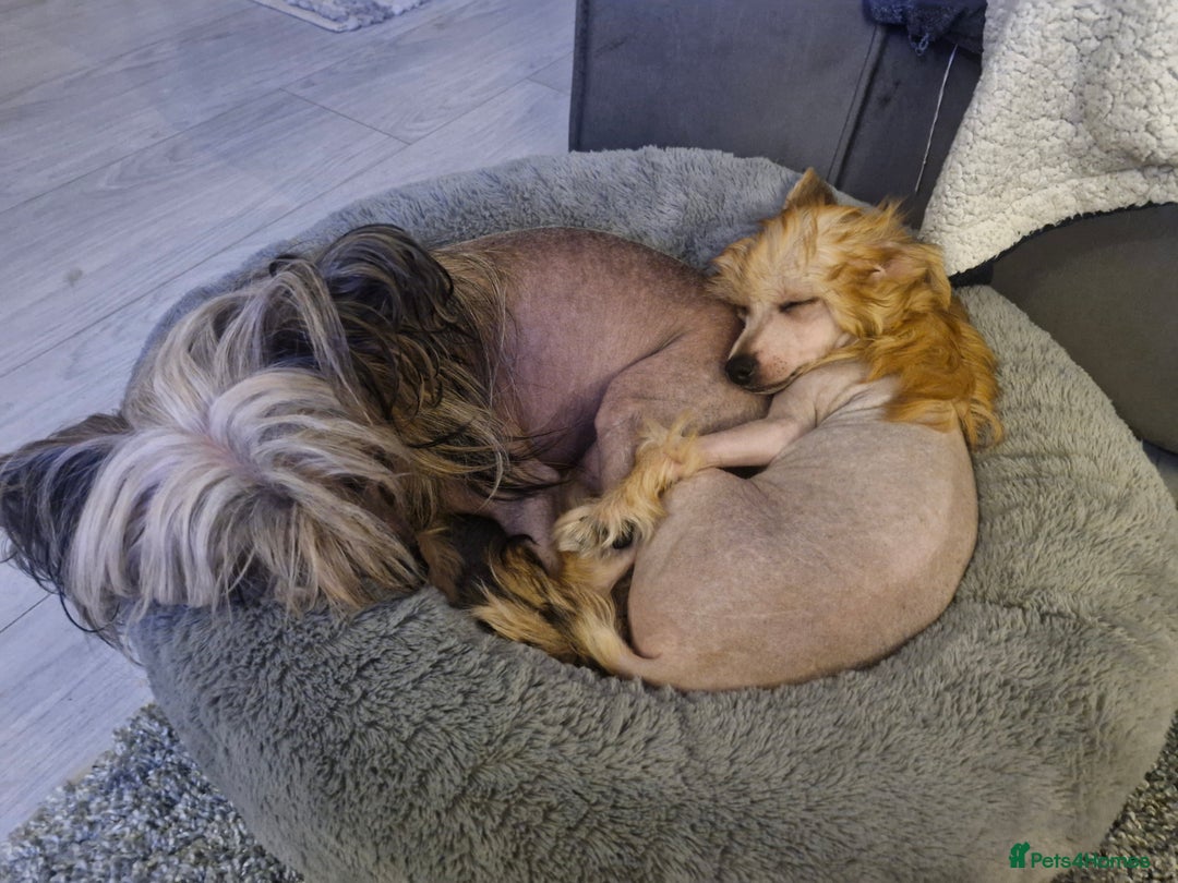 Chinese Crested dogs for sale: February litter- waiting list open  - Advert 10