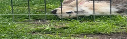 Rex rabbits for sale: stunning bew mini rex for reserve  - Advert 11