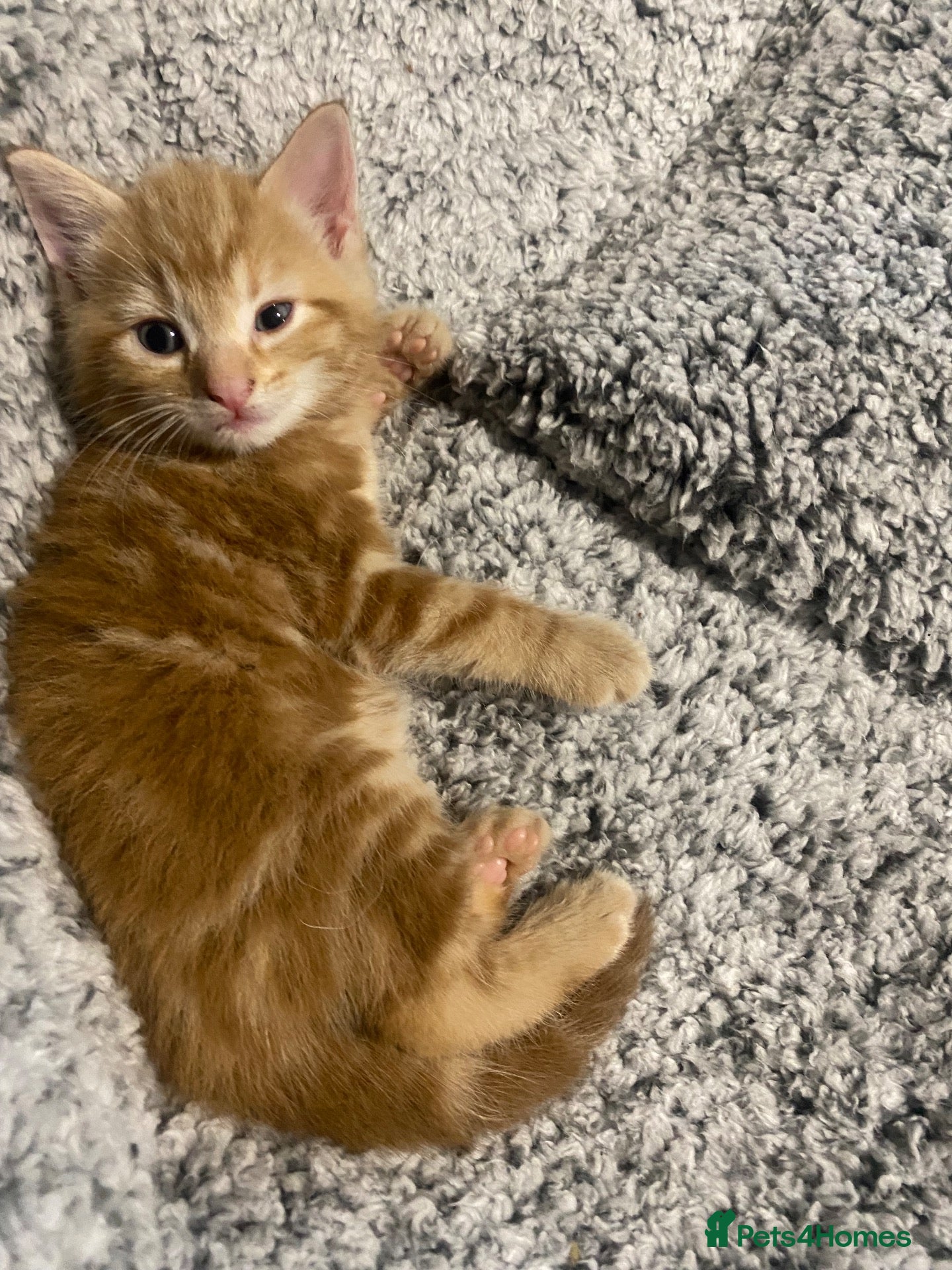 Mixed Breed cats Adorable kittens - Advert 18