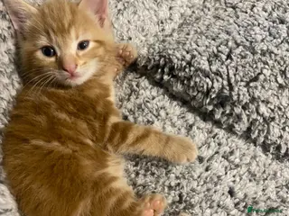 Mixed Breed cats Adorable kittens - Advert 5