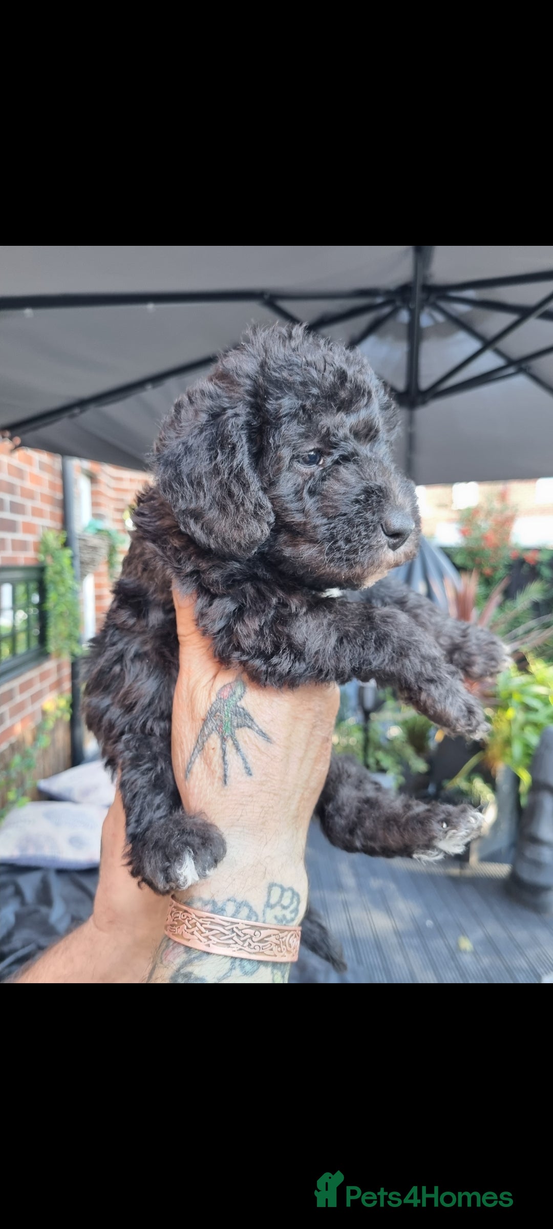 Bedlington Terrier dogs for sale: Bedlington terriers for sale  - Image 15