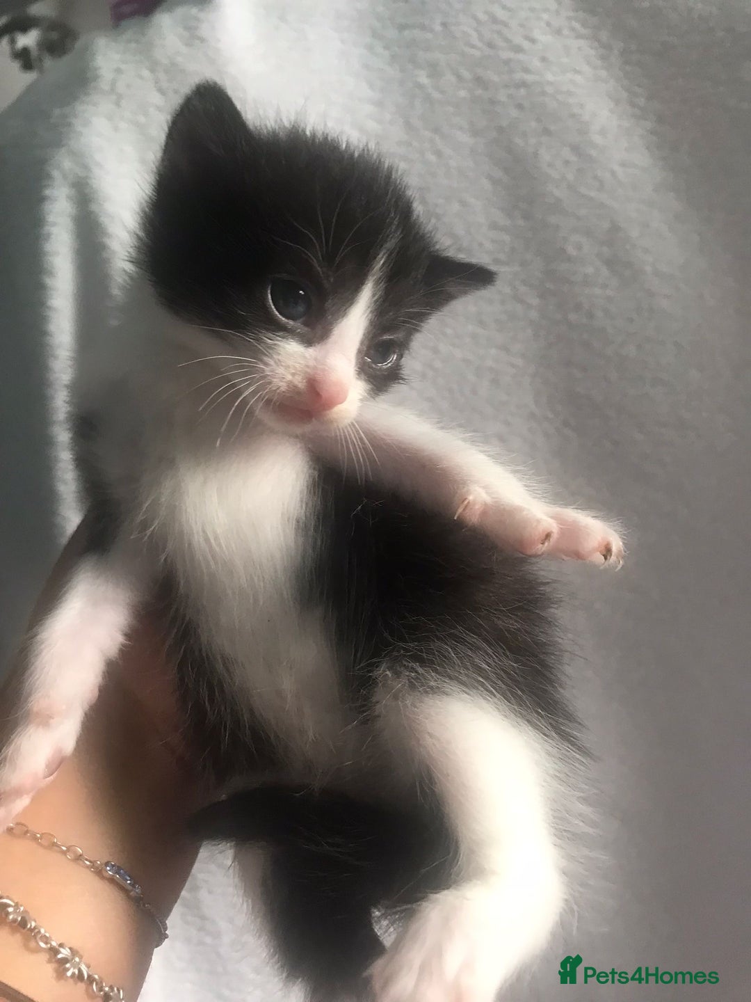 Domestic Shorthair cats for sale: Kittens for sale - Image 5