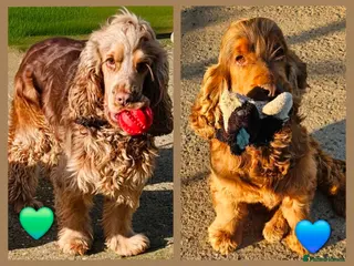 Cocker Spaniel dogs 2 Kc reg Show cocker spaniel boys - Advert 17