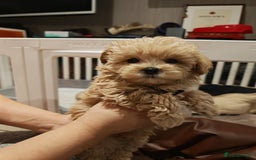 Maltipoo dogs for sale: Maltipoo F1 Toy Size, KC Parents, DNA Tested Clear - Image 12