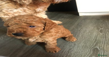 Cockapoo dogs - Advert 9