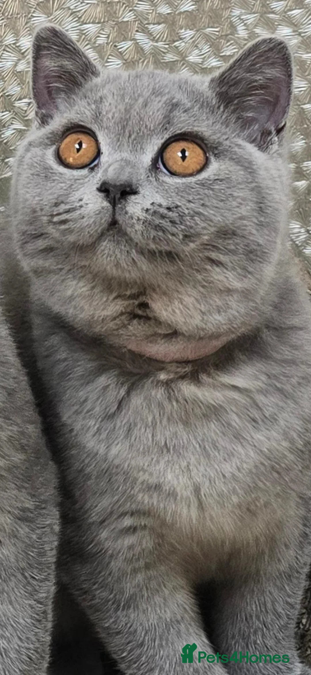 British Shorthair cats for sale: 3 Gorgeous British Short Hair Kittens - Advert 2