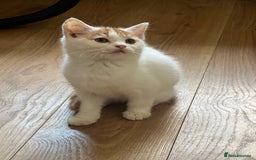 British Shorthair cats for sale: Beautiful British shorthair kittens  - Advert 13