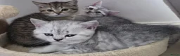 British Shorthair cats for sale: British Shorthair kittens! 2 LEFT!  - Advert 7