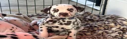 Dalmatian dogs for sale: Exceptional Litter. 2 Boys Remaining  - Advert 12