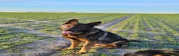 German Shepherd dogs for sale: Kc reg working line German shepherd pups in Barnsley - Advert 35