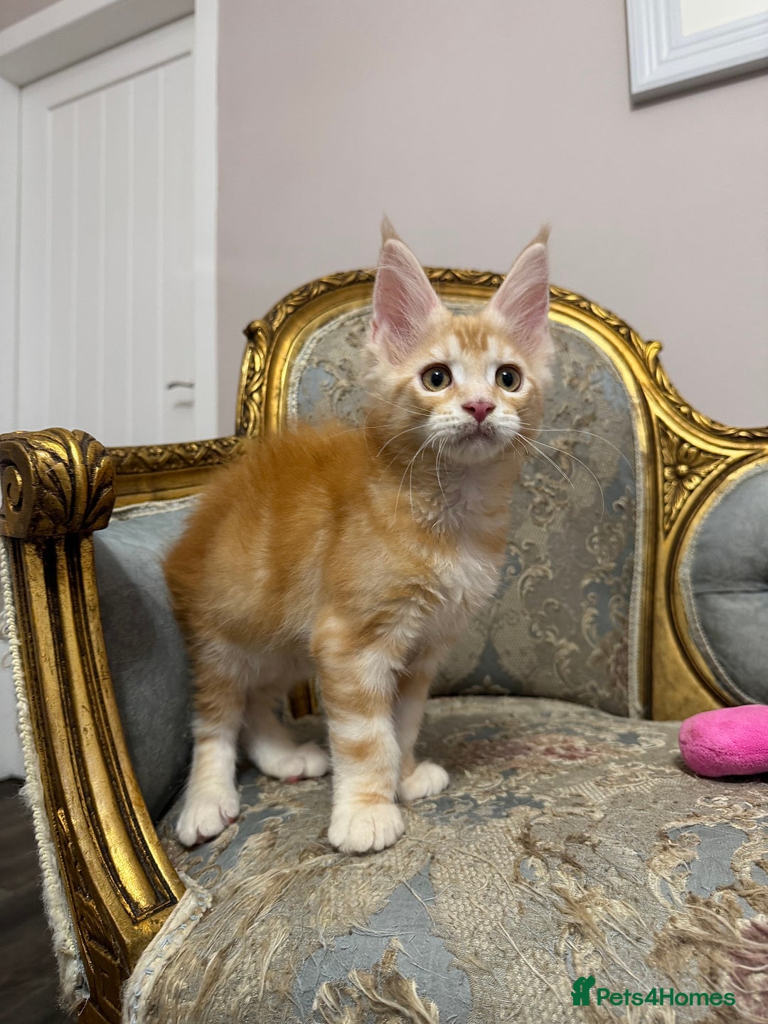 Maine Coon cats for sale: Maine Coon Kittens 🏆 20+ gen 🧬 Full Pedigree - Advert 15