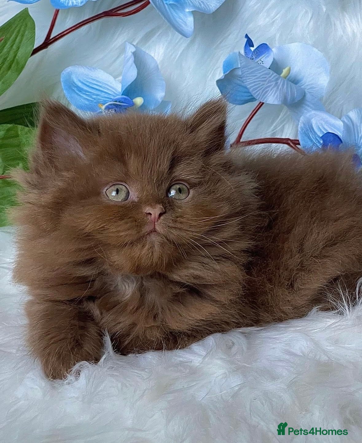 British Longhair cats Lovely cinnamon British longhair kitten. - Advert 1