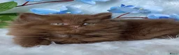 British Longhair cats for sale: Lovely cinnamon British longhair kitten. - Advert 1