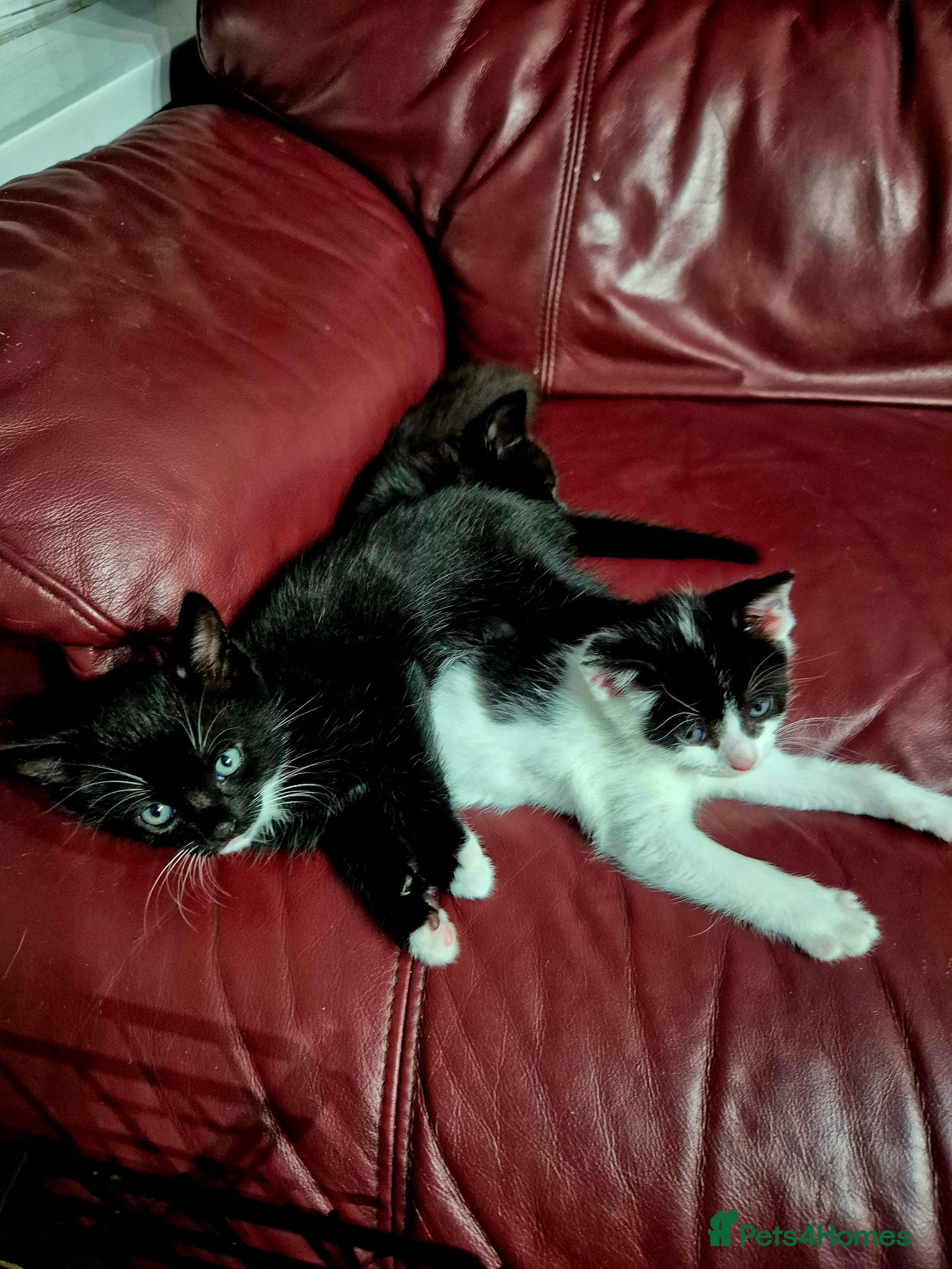 Mixed Breed cats Cute little kittens 😻😻😻 - Advert 18