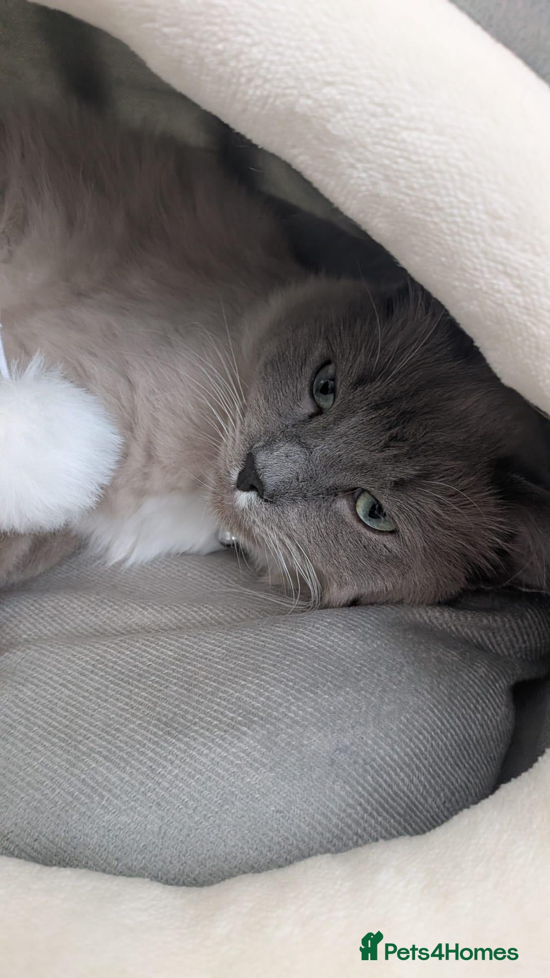 Ragdoll cats Beautiful young male mink ragdoll - Advert 9