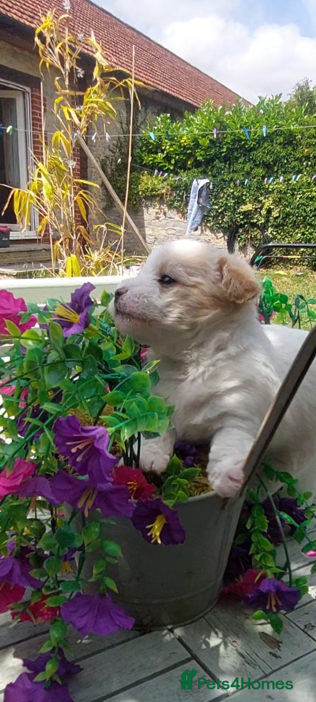 Poodle dogs for stud: Miniature poodle x norwich terrier - Image 14