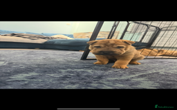 Mixed Breed dogs for sale: shar pei puppys - Image 3