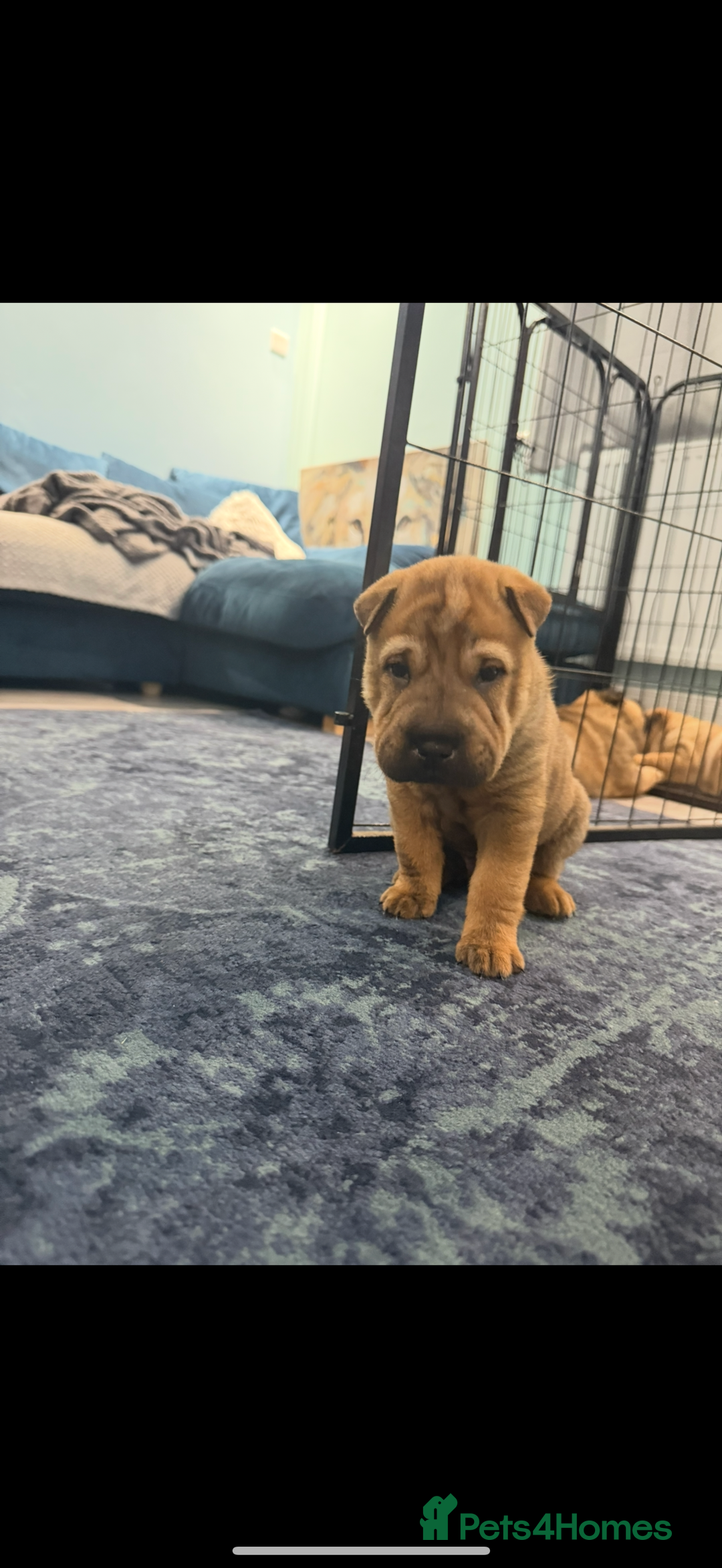 Mixed Breed dogs for sale: shar pei puppys - Image 3