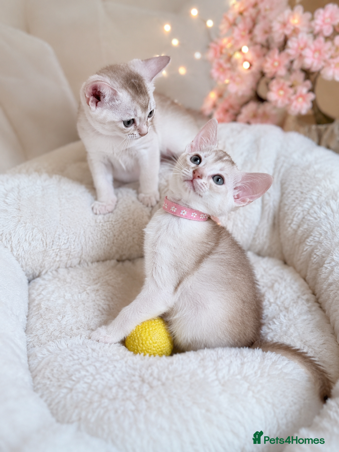 Abyssinian cats 🏆✨ Beautiful Silver Cinnamon  Abyssinian  ✨🏆❤️ - Advert 3